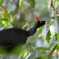 Horned Guan